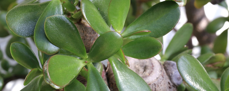 玉樹(shù)盆栽怎樣過(guò)冬