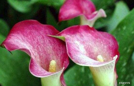 紅色馬蹄蓮花語，圣潔虔誠、永結同心、吉祥如意