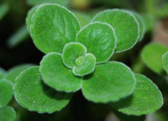 碰碰香的功效與作用，凈化空氣、消炎消腫，制作香精