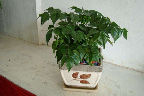 幸福樹剪枝后多久發(fā)芽