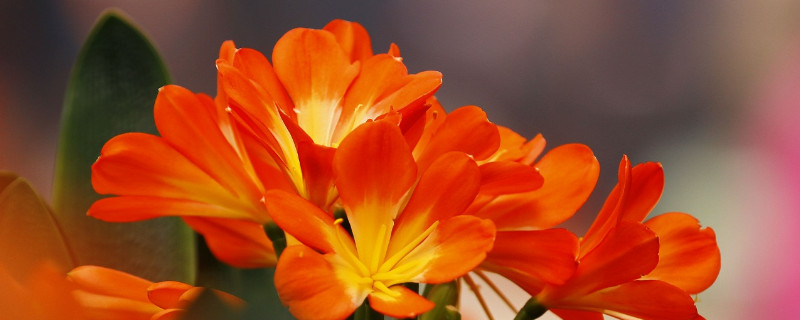 妙招讓君子蘭開(kāi)花