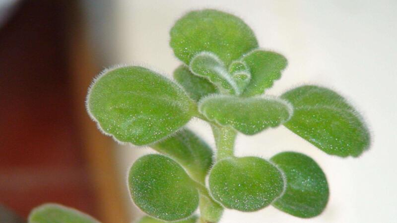 碰碰香怎么養(yǎng)