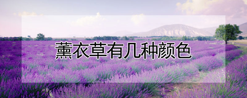 薰衣草有幾種顏色