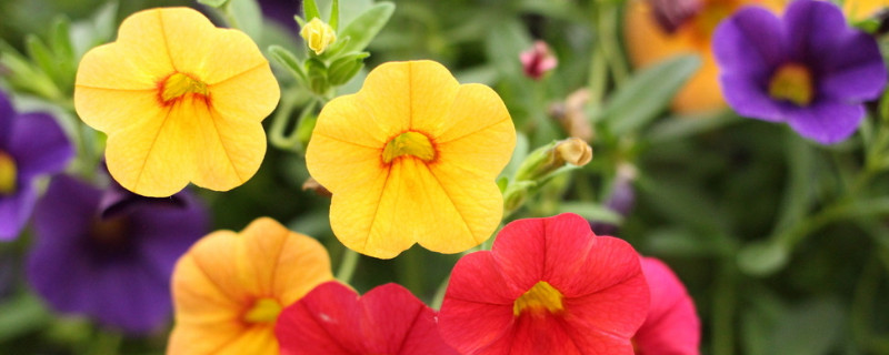 牽牛花喜歡陽(yáng)光還是陰涼