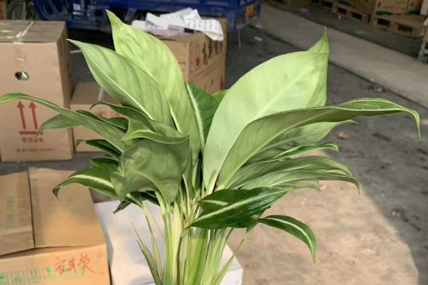 滴水觀音怎樣養(yǎng)護(hù)才能綠油油