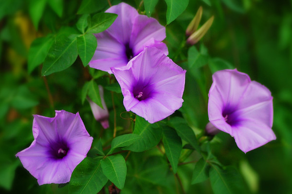 牽?；ㄇ锾炜梢栽谑覂确N嗎