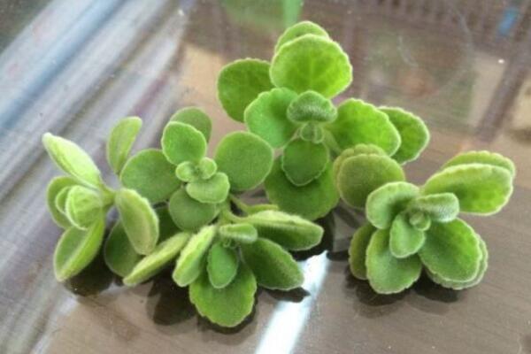 碰碰香能泡茶嗎，碰碰香泡茶作用非常明顯