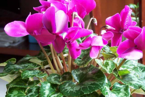 仙客來用什么肥料催花