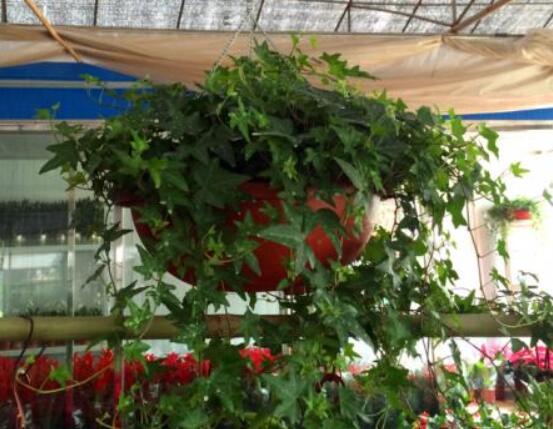 怎樣讓常春藤長(zhǎng)得快，教你六個(gè)要點(diǎn)生長(zhǎng)枝繁葉茂