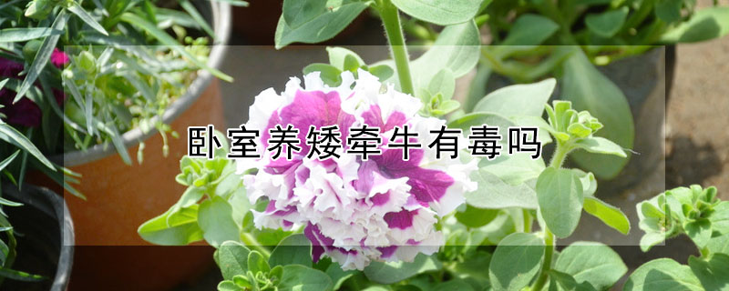 臥室養(yǎng)矮牽牛有毒嗎