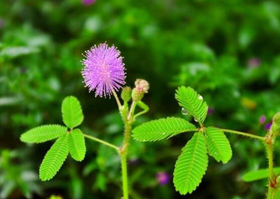 養(yǎng)含羞草對人體有害嗎，含有輕微的毒性/無害(放心養(yǎng)殖)