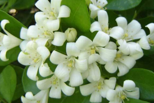 九里香是招陰樹嗎