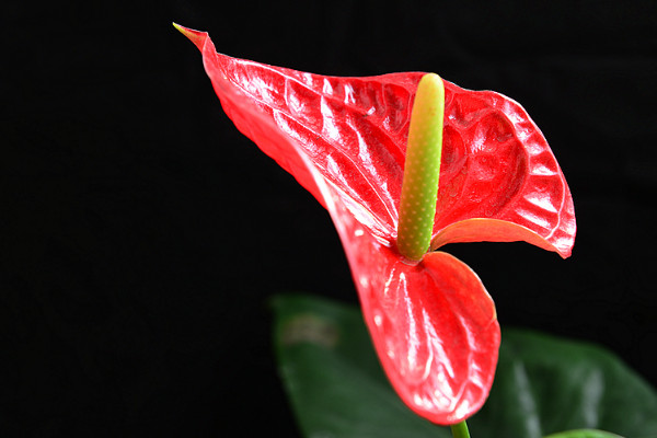 大葉紅掌的養(yǎng)殖方法