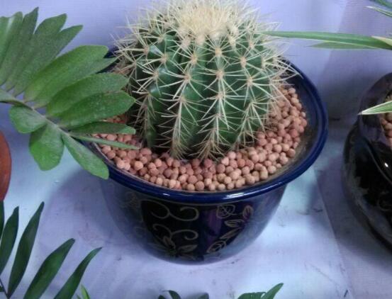 仙人球用什么土養(yǎng)好，兩份壤土兩份腐葉土三份粗沙進(jìn)行配置