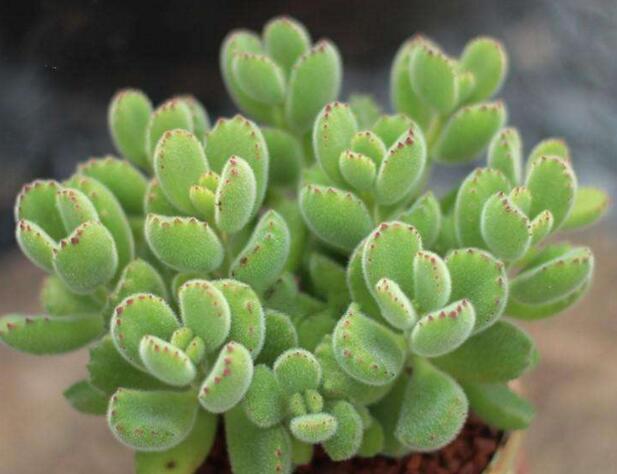 熊童子的種類，綠熊、白熊、黃熊三大種類