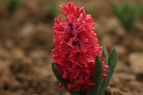 風(fēng)信子什么時候開花