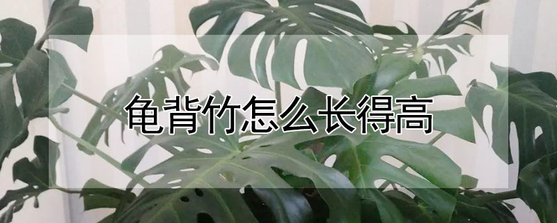 龜背竹怎么長(zhǎng)得高