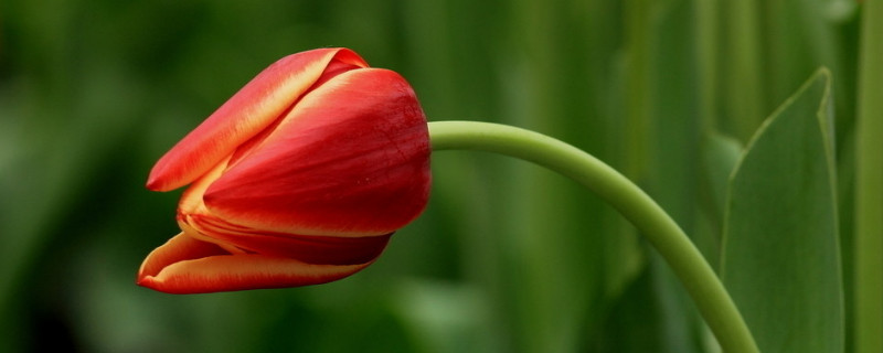 郁金香要剝皮嗎