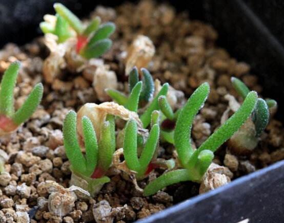 碧光環(huán)爛根怎么辦，兩種爛根防治方法/及時(shí)脫盆修剪消毒