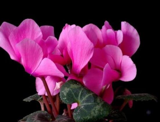 仙客來(lái)花期需施什么肥，做好薄肥少施原則(磷鉀肥為主)