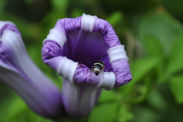 牽?；萑~了明年還會開嗎