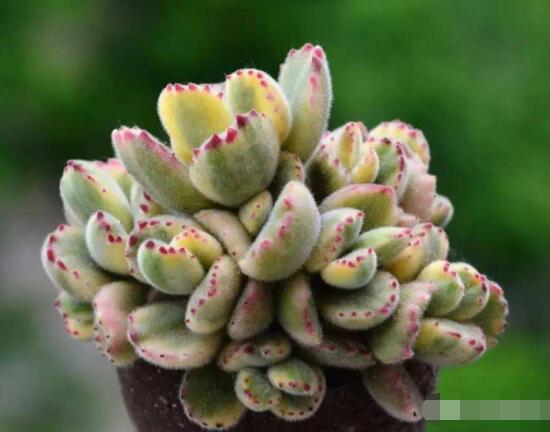 熊童子怎么養(yǎng)開花，做好五個要點花開爆盆