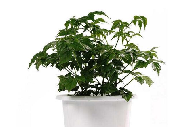 幸福樹的養(yǎng)護(hù)，栽種土壤和水份的施加都要注意