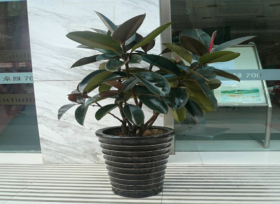 橡皮樹放在哪里旺風(fēng)水，盤點四個最佳位置(客廳/書房/陽臺/玄關(guān))