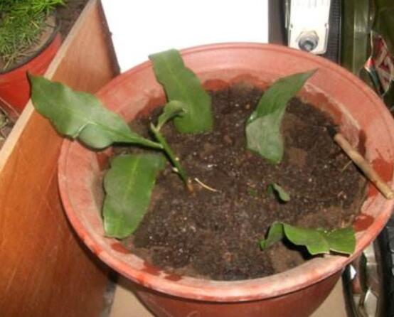 曇花扦插方法圖解，擇兩年生20-30厘米插蕙、扦插土壤深度1/3