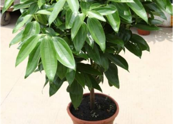 如何給平安樹松土，以樹干為中心、沿周圍輕鏟