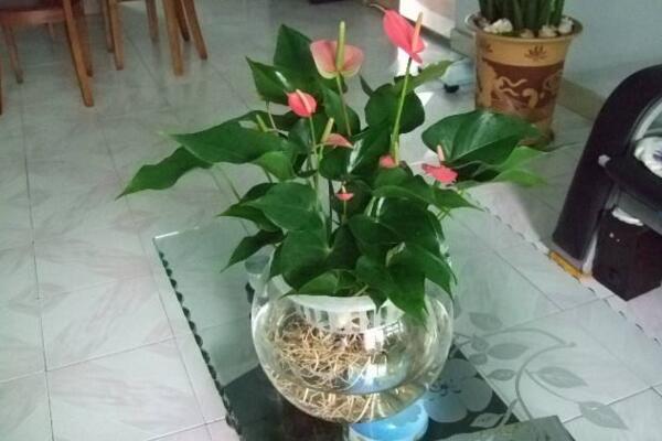 紅掌葉子不紅什么原因，以下5個原因都會導(dǎo)致紅掌不紅