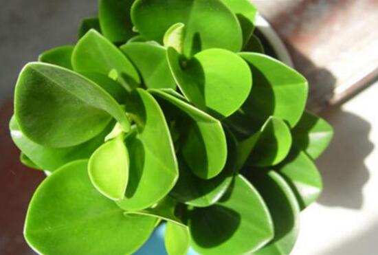 碧玉葉子發(fā)黃怎么辦，教你五步讓它重新恢復生機