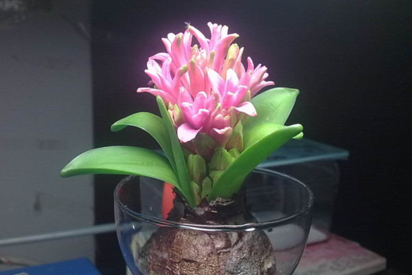 水培風(fēng)信子有毒嗎，有毒要避免接觸皮膚