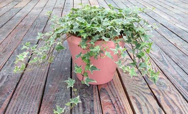 常春藤常見病害及防治，炭疽病和介殼蟲的治療方法