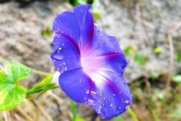 牽?；ê谏N子有毒嗎