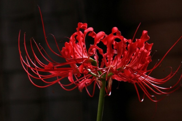 彼岸花一年開(kāi)幾次花