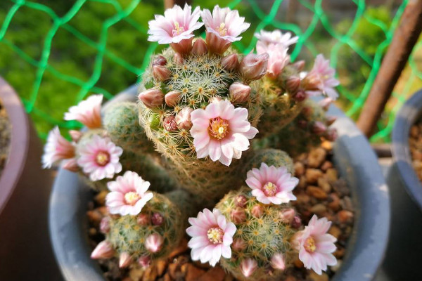 仙人球品種有哪些，根據(jù)食用型/長(zhǎng)勢(shì)/花刺等方面劃分