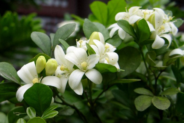 九里香快速粗枝，保證光照、養(yǎng)分充足