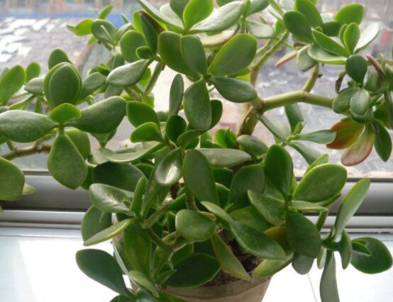 玉樹可以放在室內(nèi)嗎，小心碰觸導(dǎo)致瘙癢、腫痛(有毒)