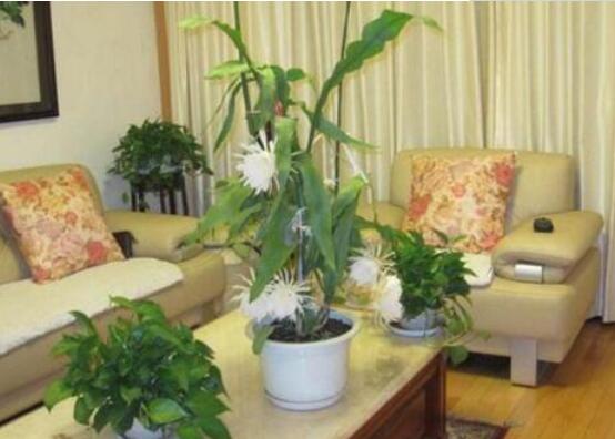 曇花怎么修剪，以輕剪與中剪為主(忌重剪)