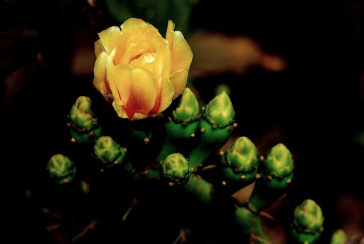 仙人掌幾年開(kāi)次花，養(yǎng)護(hù)恰當(dāng)?shù)脑捒梢悦磕觊_(kāi)花