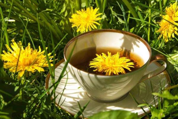 蒲公英可以生吃嗎，既能生吃也能泡水