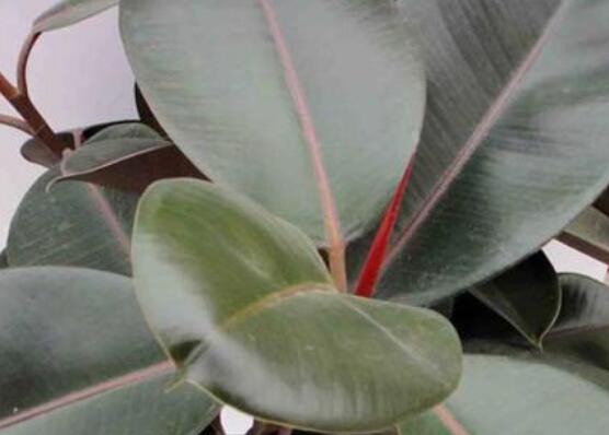 橡皮樹多高怎么去頭，擇理想的高度（生長出芽點(diǎn)）