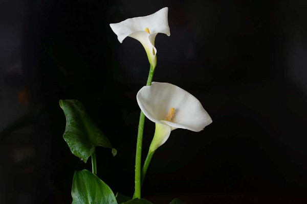 馬蹄蓮花怎么養(yǎng)，使用肥沃疏松養(yǎng)分足的粘壤土栽培