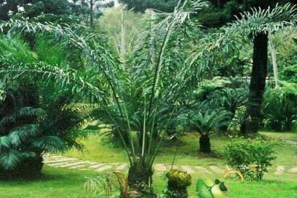 蘇鐵葉子發(fā)黃的原因以及解決方法，多是以下五種原因