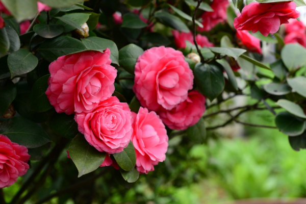 茶花葉子發(fā)黑掉了是什么原因