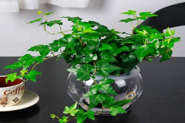 水培的常春藤怎么養(yǎng)生根快，常春藤水培生根秘訣