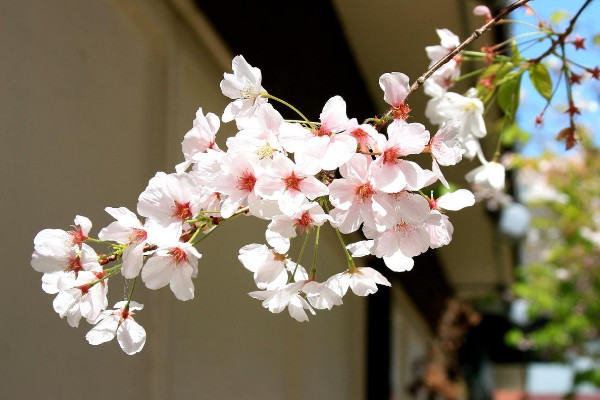 櫻花適合在哪里種植，溫帶或亞熱帶地區(qū)氣候最適宜