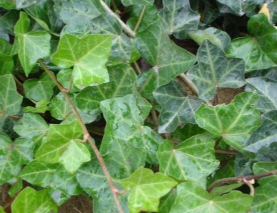 常春藤干枯了還會活嗎，干枯后存活四種解決辦法