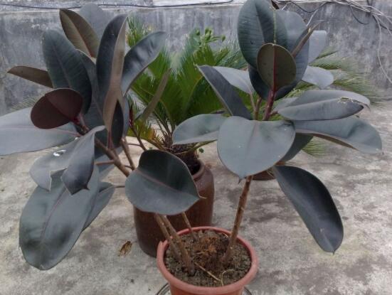 橡皮樹多高怎么去頭，擇理想的高度（生長出芽點(diǎn)）